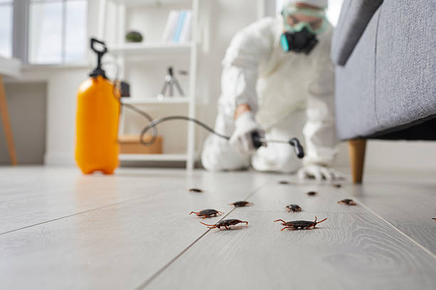 Post-Treatment Bed Bug Interceptor Monitoring in Harlowton